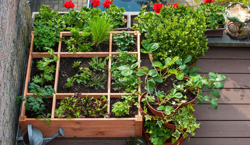 Image for the article: How To Start A Balcony Garden With 12 Tips For Small Space Growing