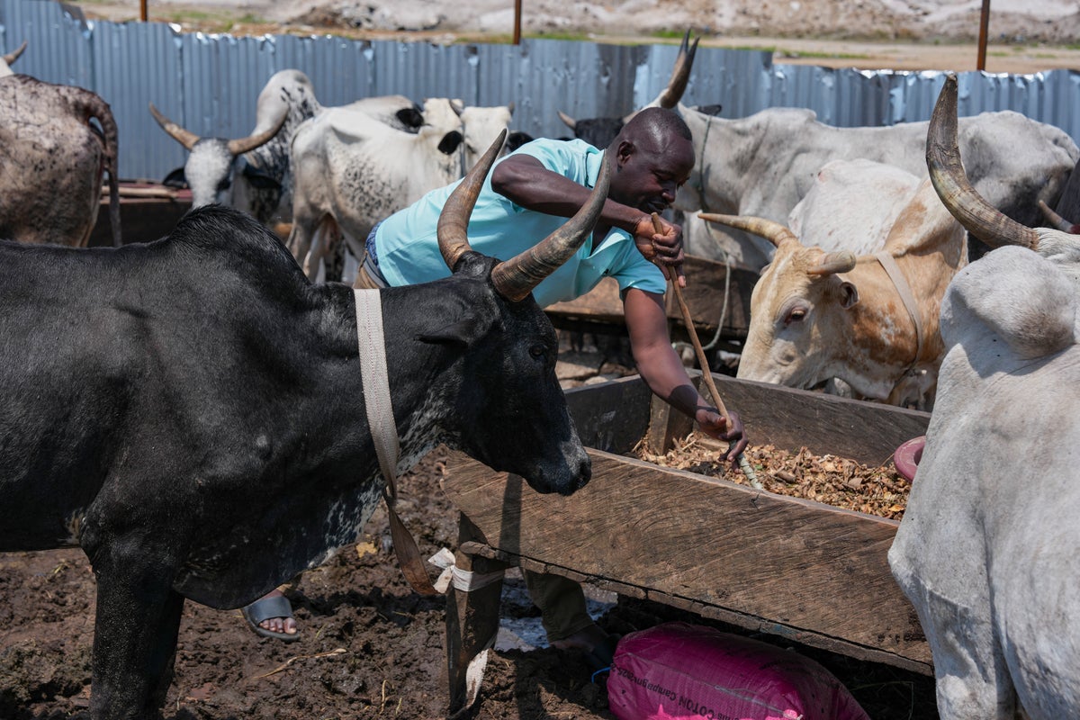 Изображение к статье: Смертоносный конфликт в Сахеле вынуждает скотоводов бежать в прибрежные города Африки