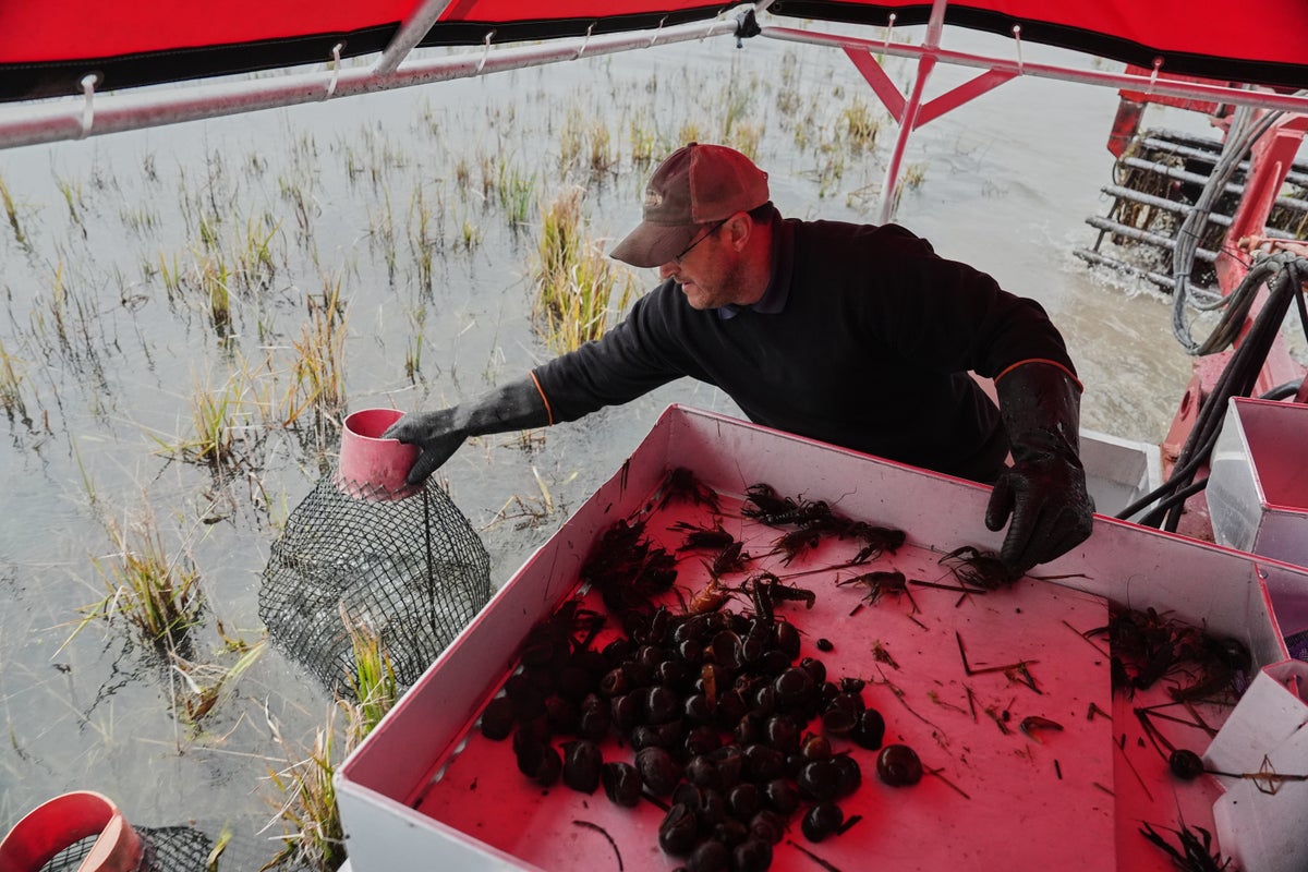 Image for the article: Giant snails and tiny insects threaten the South's rice and crawfish farms