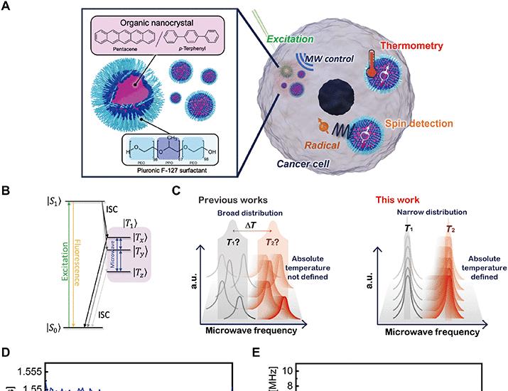 文章配图： “在活细胞中工作的分子量子纳米传感器 | Science Advances"