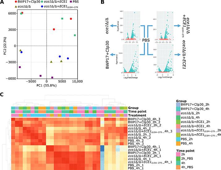 기사 이미지: 진균 감염이 호기성 해당과 대체 TCA 회로 단락을 통해 상피세포의 대사 재프로그래밍을 유도한다 | Science Advances