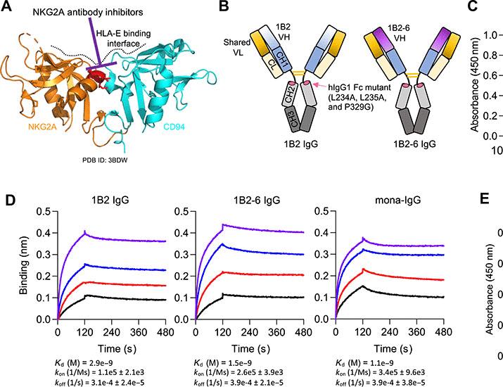 Image for the article: Discovery and preclinical evaluation of monoclonal antibodies and bispecific engagers targeting the NKG2A inhibitory receptor | Science Advances
