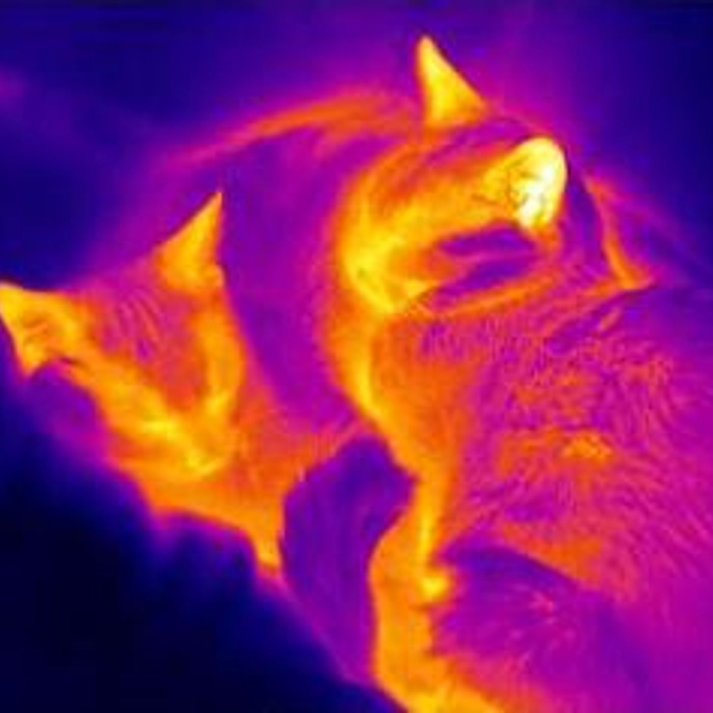 Image for the article: Kleptotherms