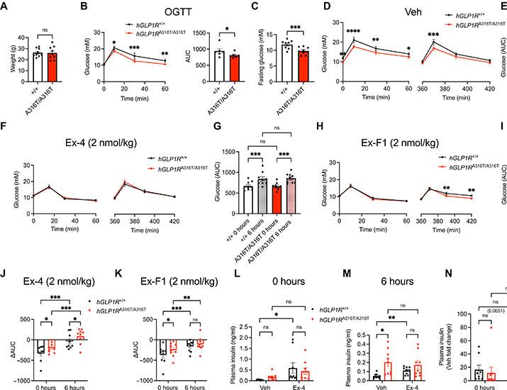 Изображение к статье: Функциональное профилирование in vivo и структурная характеристика варианта человеческого GLP1R A316T | Science Advances