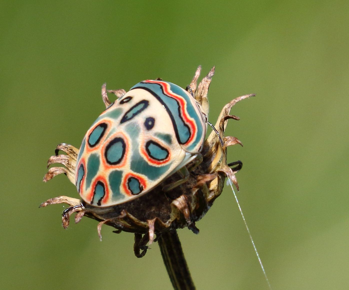 Image for the article: Meet the Picasso bug: the jewel-colored insect that looks like art