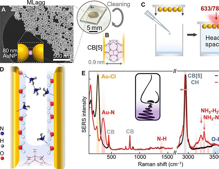 記事の画像： 光学鼻：プラズモンガスセンシングのための金表面の単層感作 | サイエンス・アドバンシズ