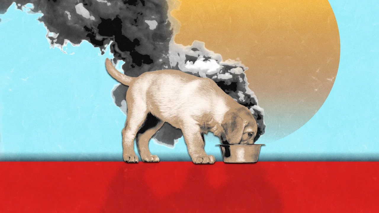 Изображение к статье: Ужин вашей собаки может оказать большее воздействие на климат, чем ваш собственный