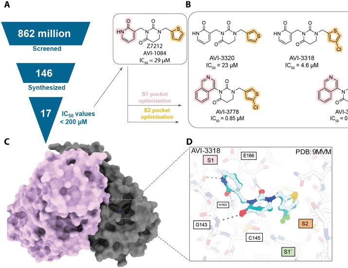 기사 이미지: 코발렌트, 브로드 스펙트럼 코로나바이러스 MPro 억제제의 구조 기반 발굴: 생체 내 효능이 뛰어난 고생체 이용률을 갖춘 새로운 물질 | 사이언스 어드밴스