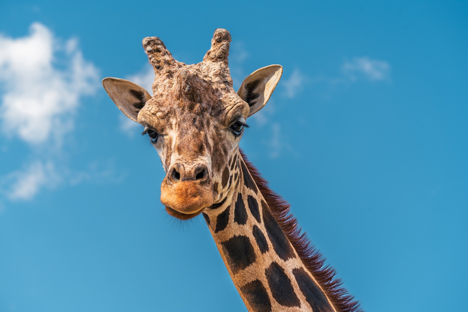 Image for the article: Watch an adorable baby giraffe who has a case of the zoomies