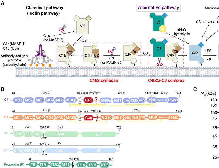 Image for the article: Complement C3 recognition by C3 convertases | Science Advances