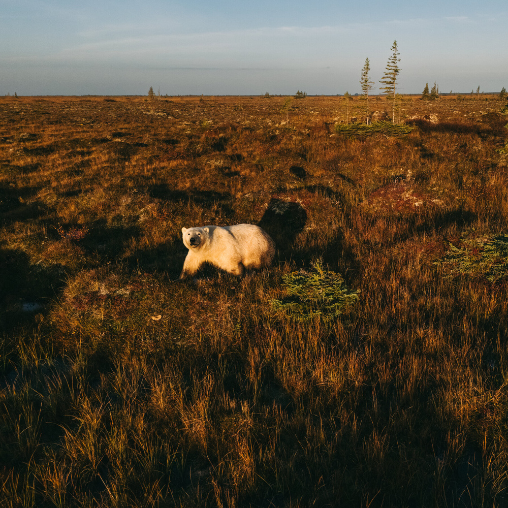 Изображение к статье: Канада обращается к мировой столице белых медведей, чтобы защитить свою Арктику.