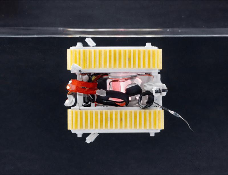 Image for the article: Bioinspired cross-medium wall-climbing robot with high-performance adhesion and contact adaptability | Science Advances