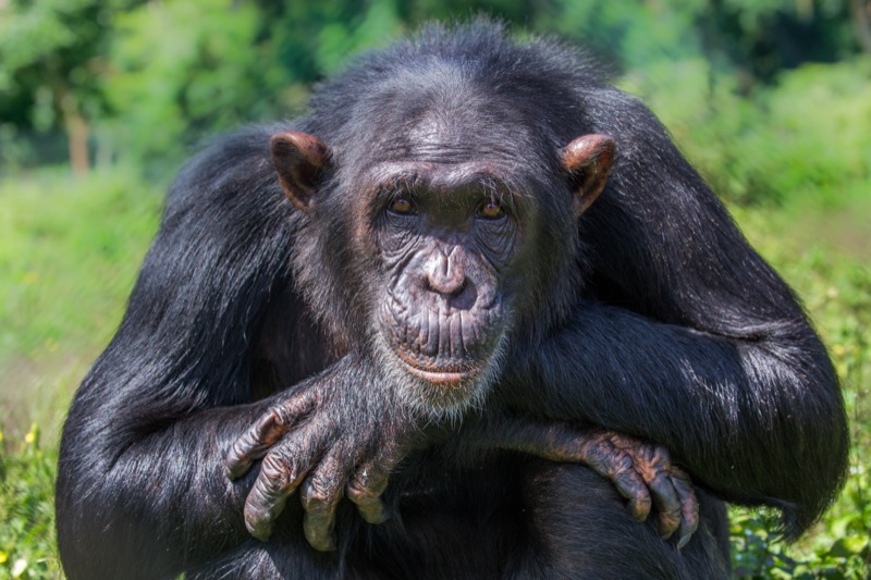Изображение к статье: Шимпанзе любят кристаллы и не возвращают их