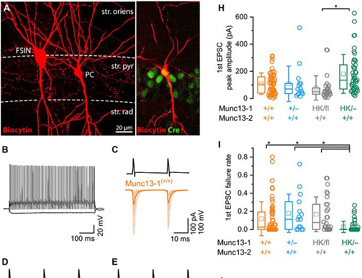 Изображение к статье: Селективное, генетически индуцированное увеличение прайминга синаптических везикул | Science Advances