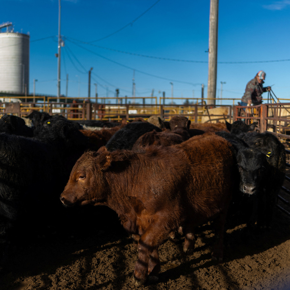 Image for the article: Meat Processors Take a Hit as Cattle Prices Remain High