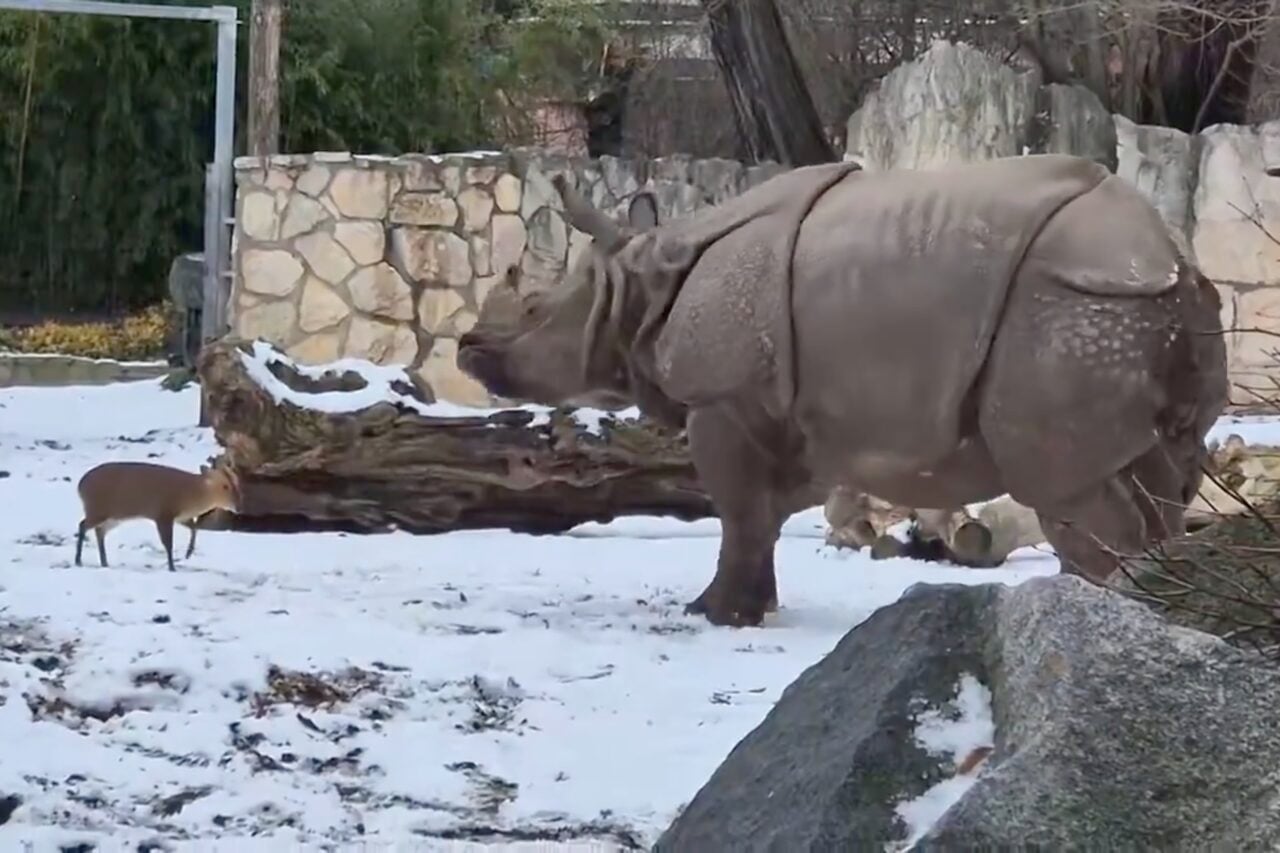 Image for the article: Bill Gates Warns of a Dark Trend In Depressing Annual Letter So Here’s a Little Deer Guy Absolutely Owning a Rhinoceros