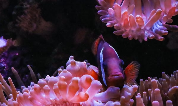 Изображение к статье: Экономика утраты биоразнообразия: последствия для Азии и Тихоокеанского региона