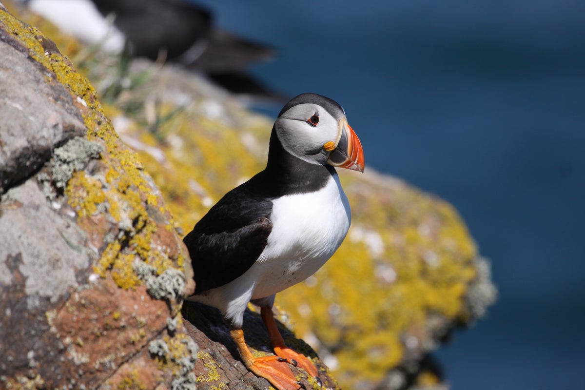 Image for the article: Thousands of dead puffins keep washing up on Europe’s beaches. Here’s why