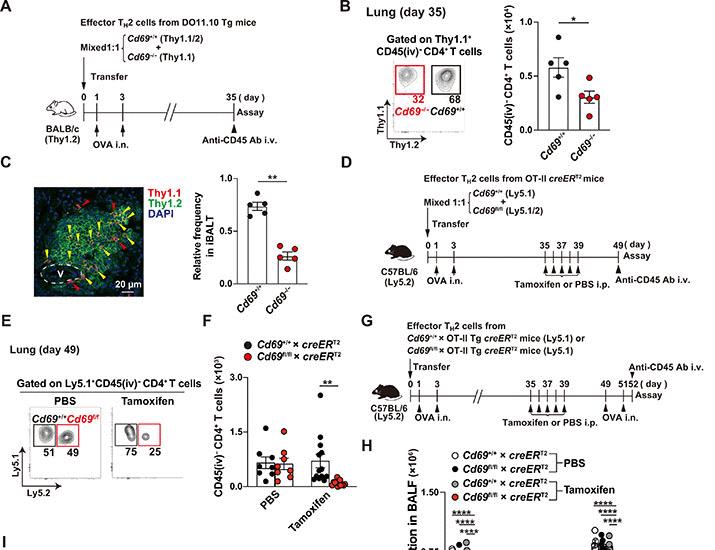 기사 이미지: CD69는 후성 유전적으로 각인된 기억 CD4+ T 세포의 조직 역학을 조절한다 | Science Advances