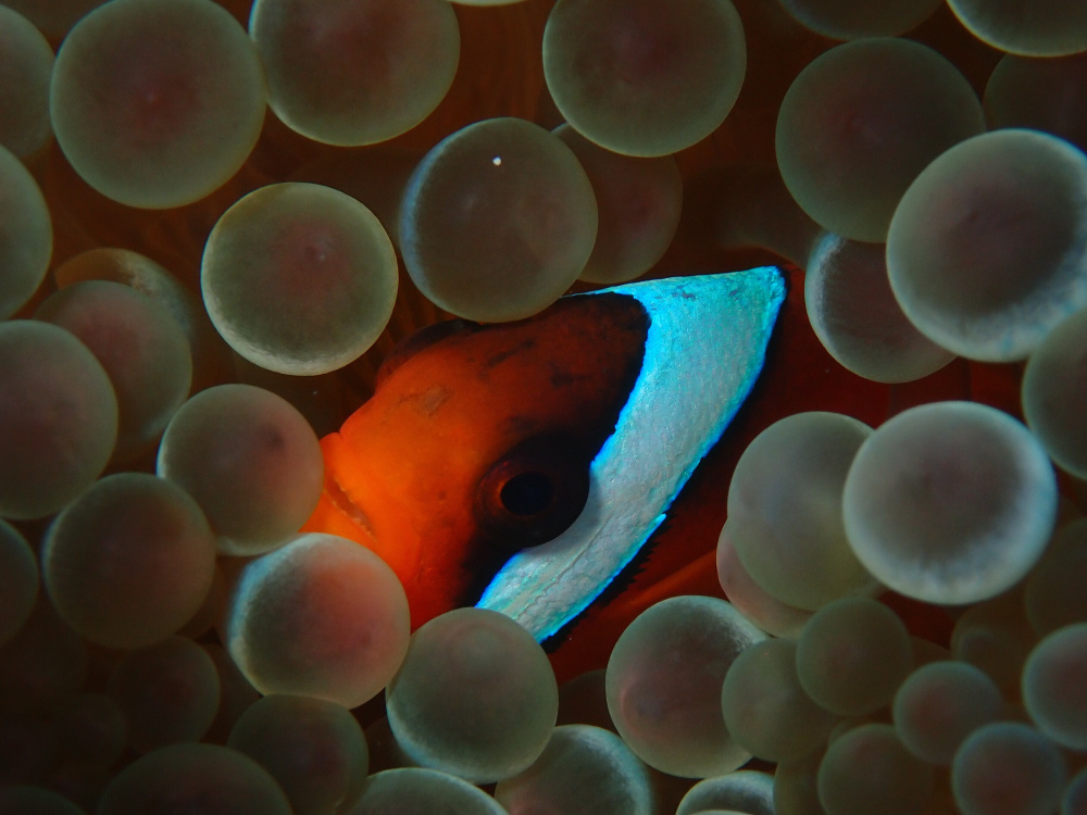Image for the article: Peer pressure can make this clownfish change its stripes