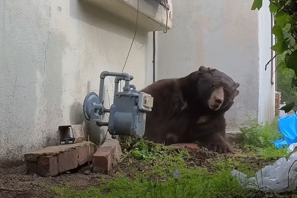 Image for the article: Huge 550lb bear living under man’s house finally evicted after months long ordeal