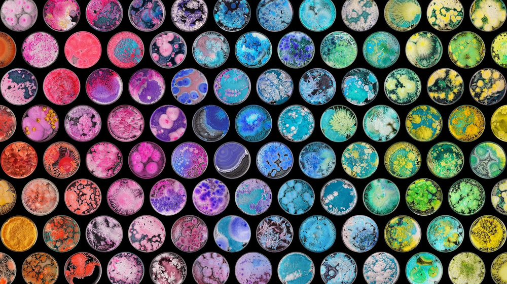 기사 이미지: 웬팅 주, 100개 이상의 페트리 접시에서 만화경 같은 결정 정원을 가꾸다