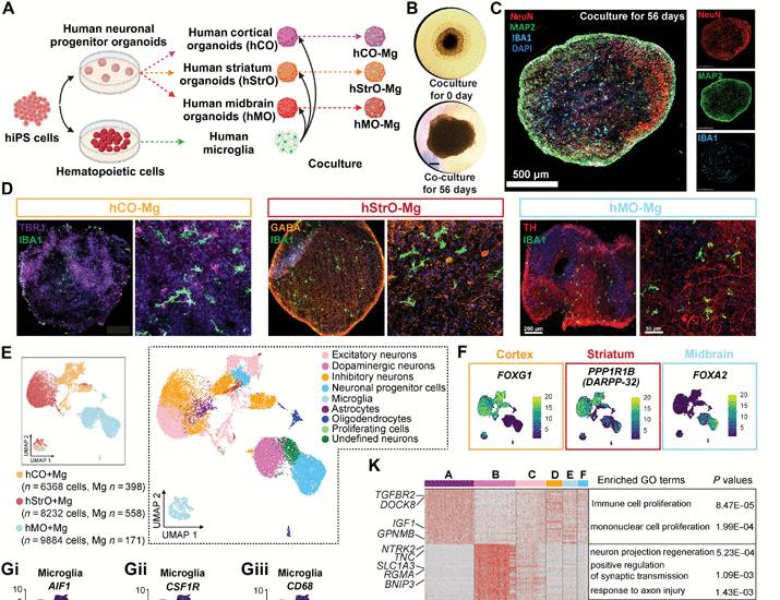 Image for the article: Human microglia in brain assembloids display region-specific diversity and respond to hyperexcitable neurons carrying SCN2A mutation | Science Advances