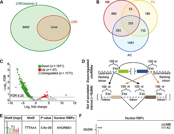 文章配图： HnRNP C 结合倒置 Alu 元件可保护转录组免受 pre-mRNA 环化 | Science Advances
