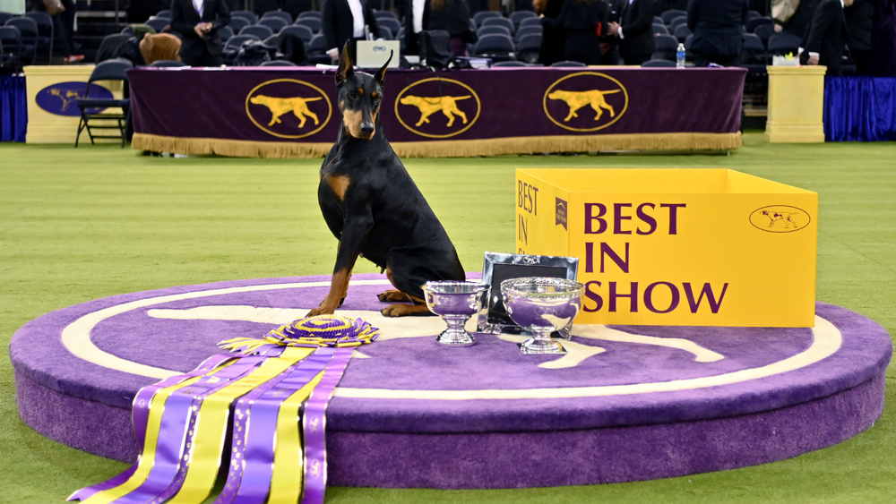 Изображение к статье: Эта благородная дама выиграла выставку собак Вестминстера 2026 года