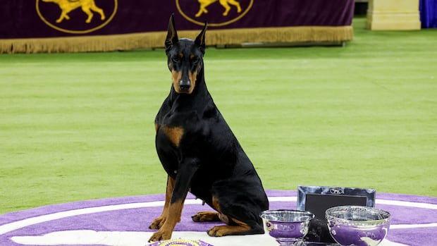 Image for the article: Toronto pooch wins the 150th Westminster Dog Show