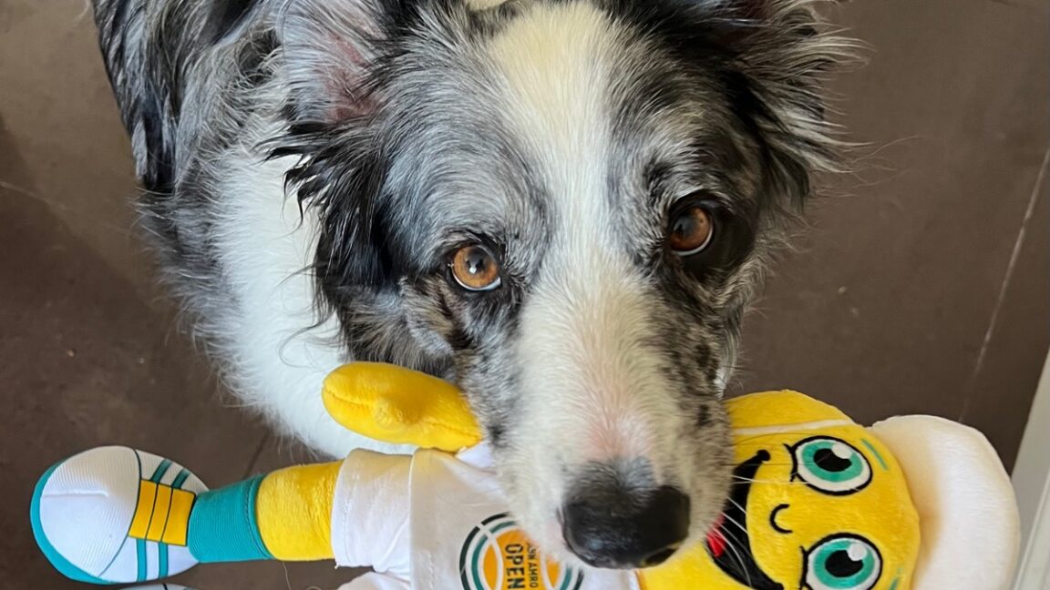 Image for the article: Rare gifted word-learner dogs like to share their toys