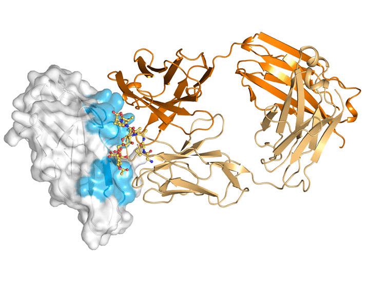 Изображение к статье: Потеря PILRA способствует иммунометаболизму микроглии и уменьшению патологии амилоида в клеточных и мышиных моделях болезни Альцгеймера | Science Translational Medicine