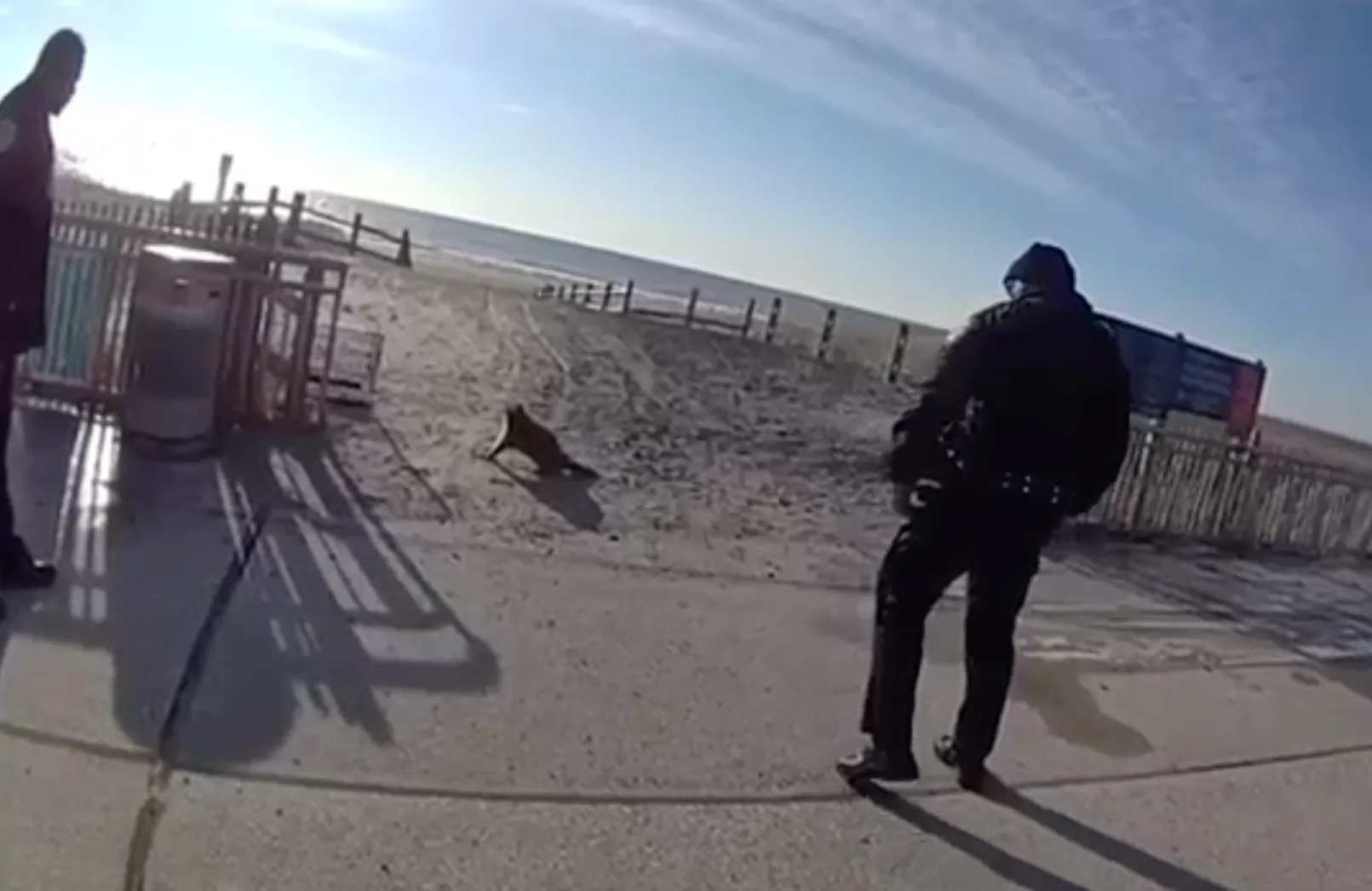 Изображение к статье: Полицейский Нью-Йорка убил енота на пляже