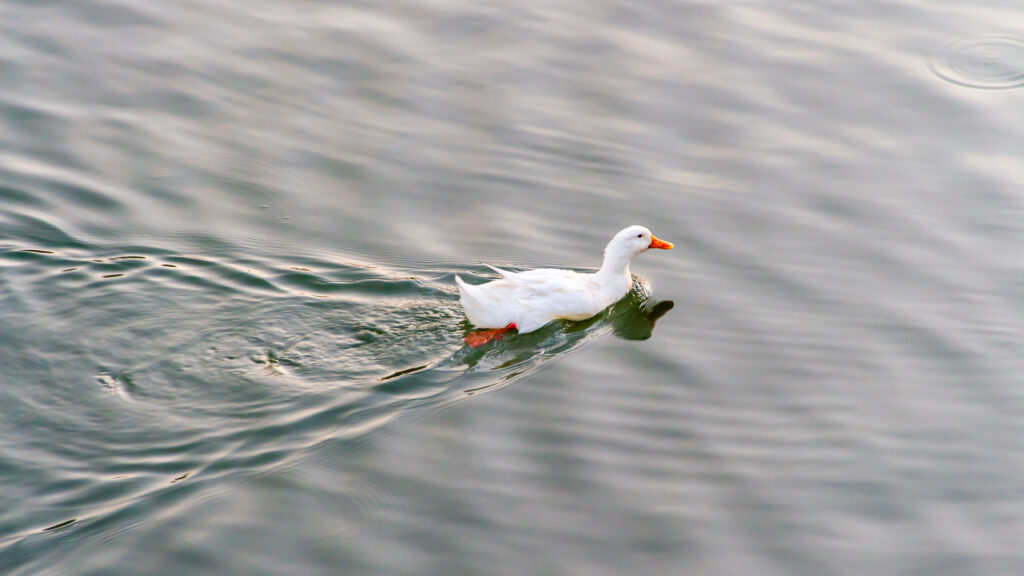 Image for the article: Opinion: We helped create Medicare Advantage. Here’s how to fix it