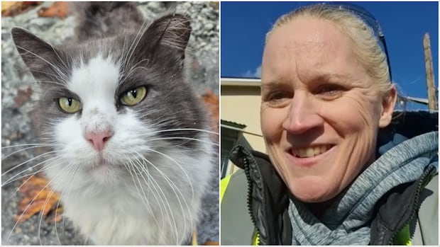 Image for the article: Facing layoffs, B.C. workers rally to save feral cats before pulp mill's closure