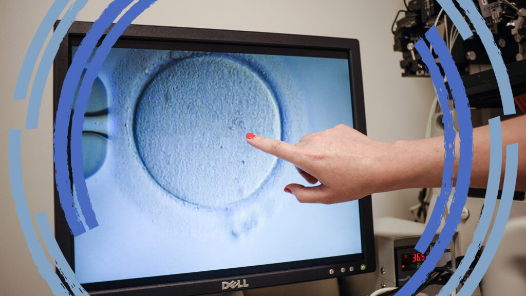 Изображение к статье: Мнение: STAT+: 6 ключевых дилемм по мере того, как модели человеческих эмбрионов становятся все ближе к реальным