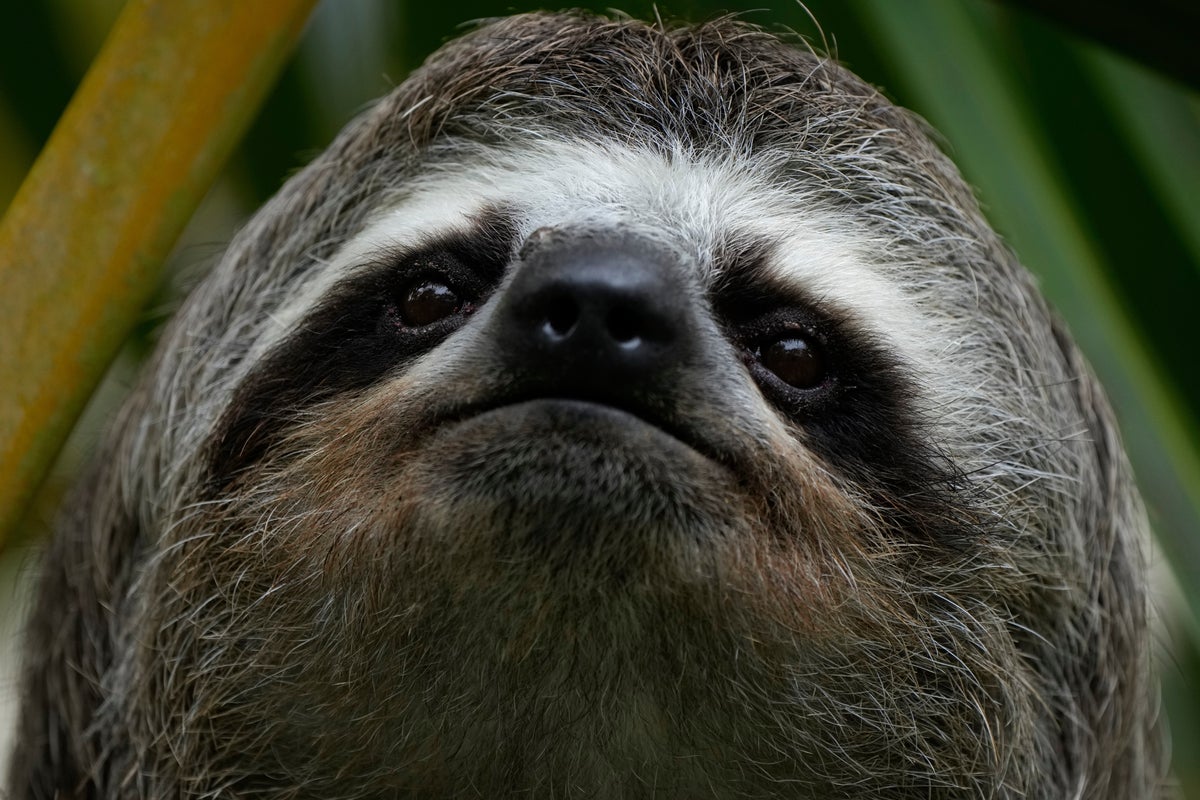 文章配图： 一只树懒在从问题重重的树懒世界（Sloth World）转移到佛罗里达州中部的一家动物园后死亡