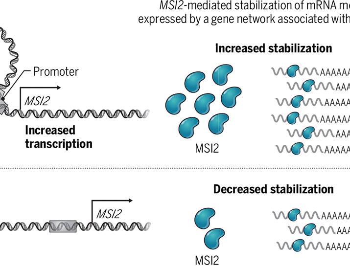 기사 이미지: 백혈병에 대한 유전적 저항성 | 과학