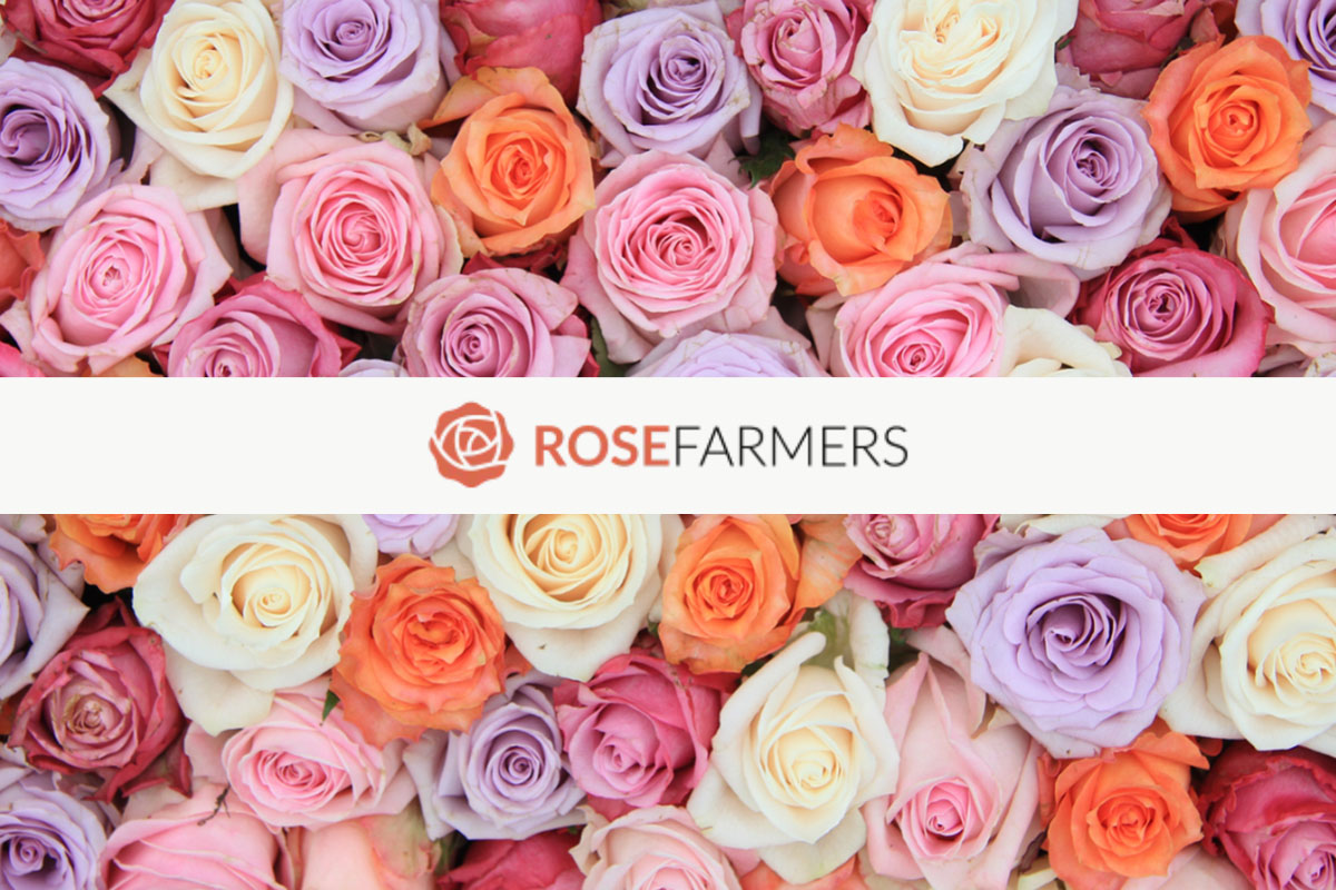 기사 이미지: 긴 줄기 장미 24송이를 75% 할인 가격에 구매하세요