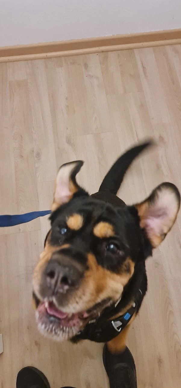 Изображение к статье: Мы создали отслеживатель лекарств для домашних животных, потому что все остальные приложения нас подводили