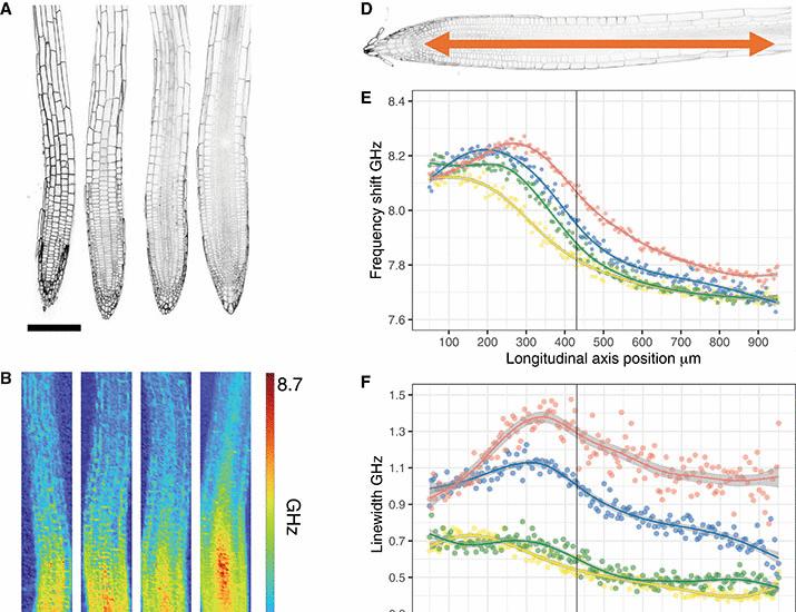 Image for the article: The mechanical properties of Arabidopsis thaliana roots adapt dynamically during development and to stress | Science Advances