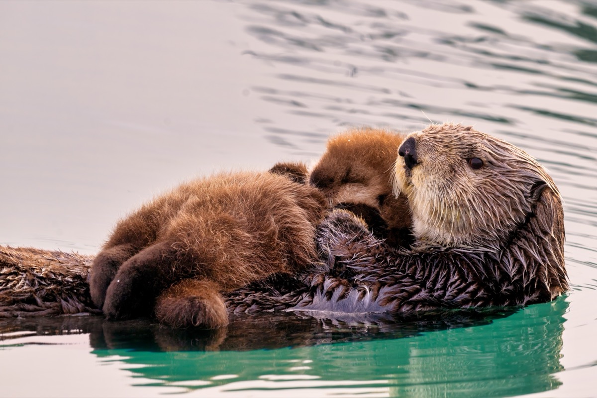 Image for the article: The adorable reason sea otters hold hands while they sleep