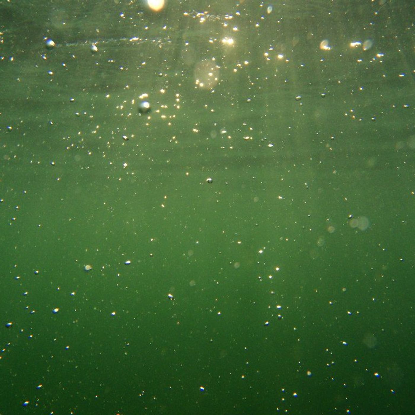 Image for the article: Red Herring