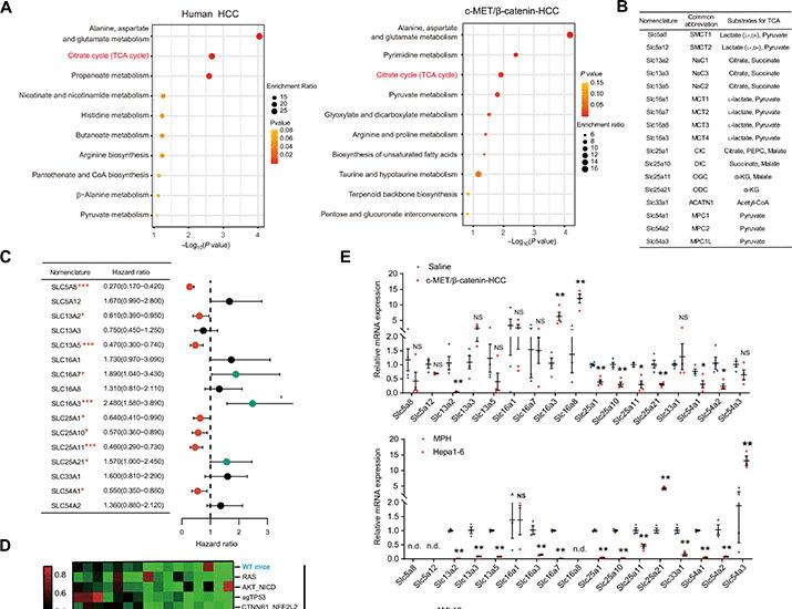 기사 이미지: SLC13A2에 의해 수송된 시트르산은 단백질 아세틸화를 통해 전사 조절을 재구성하여 종양 성장을 억제한다 | Science Advances