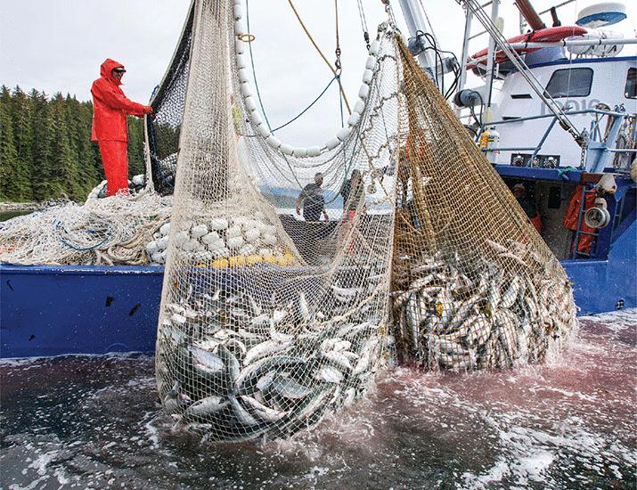 기사 이미지: 해양 어업의 미래 | 과학