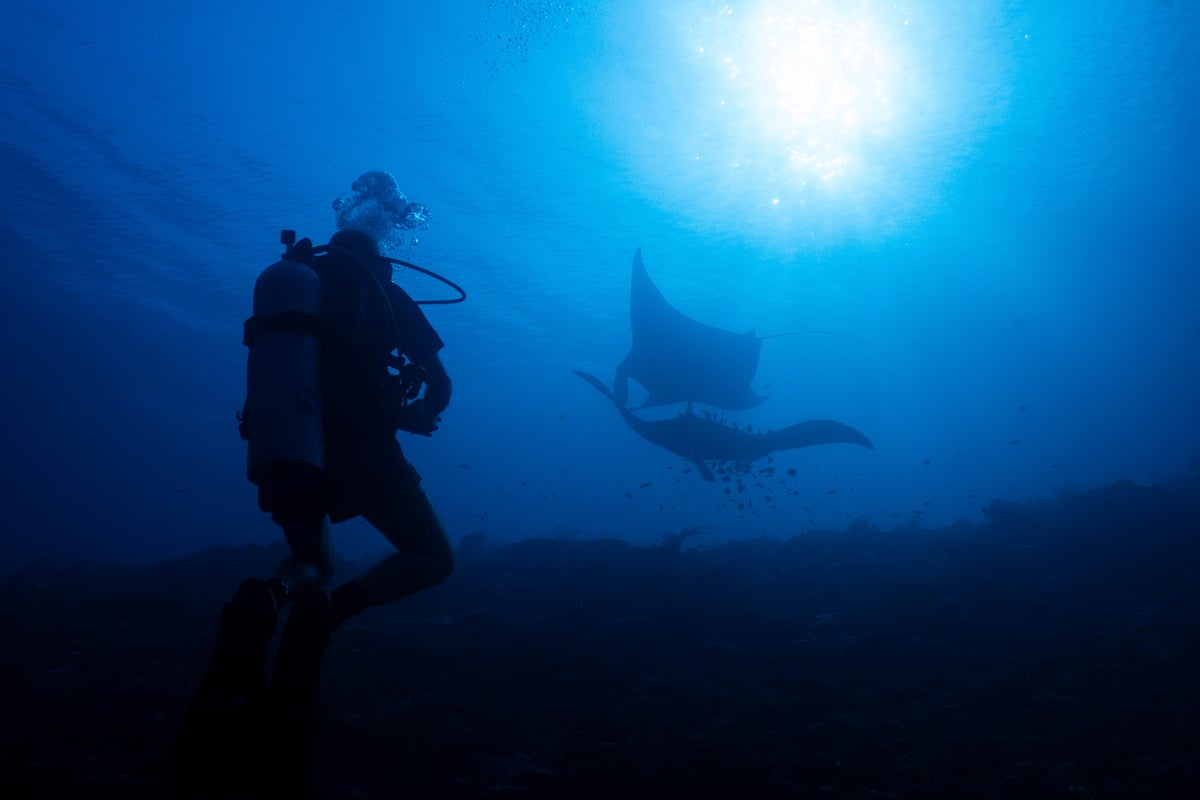 Изображение к статье: Защита океана сталкивается с давлением добычи полезных ископаемых в самой разнообразной морской экосистеме Индонезии.