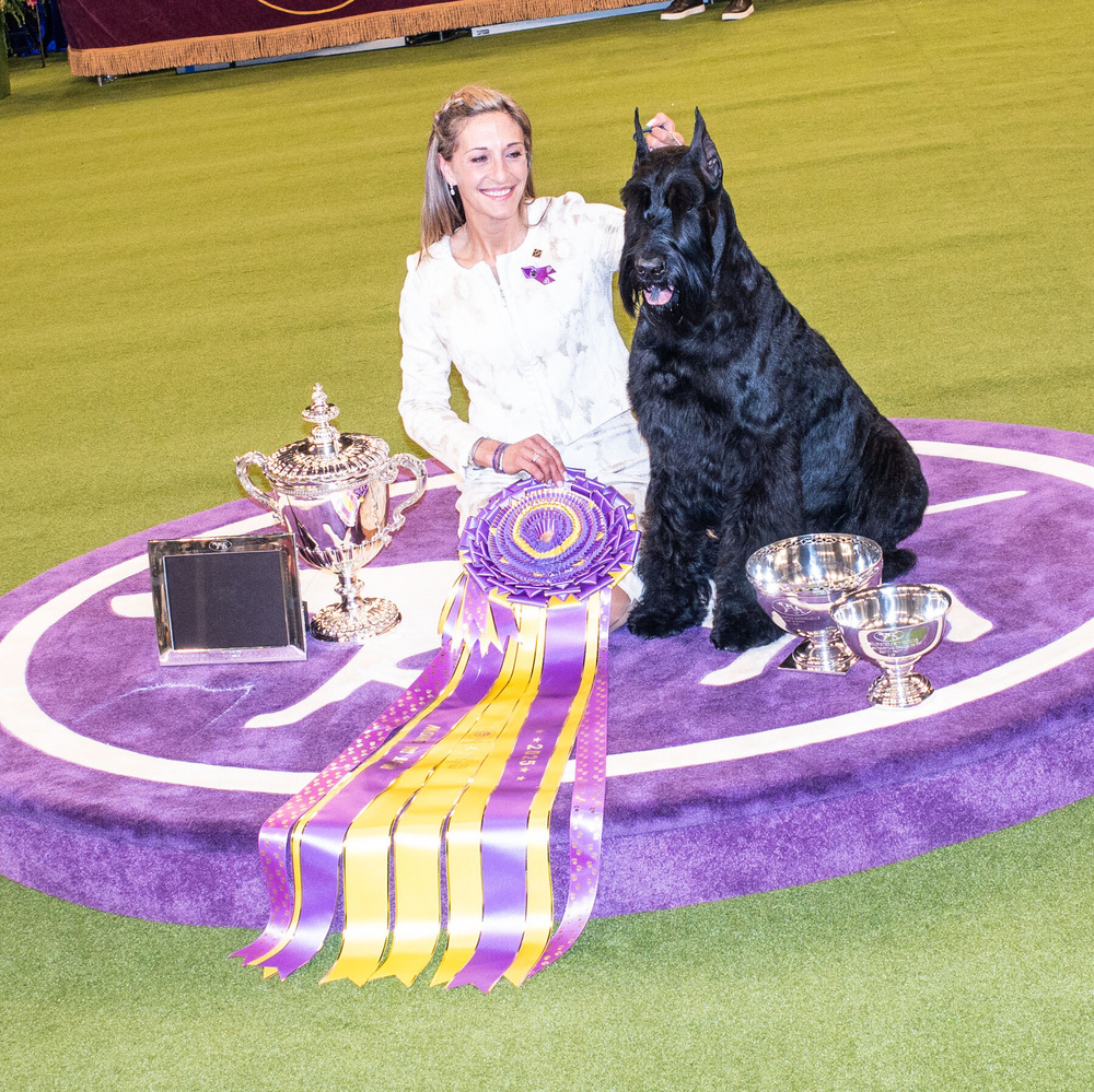 Изображение к статье: Как смотреть выставку собак в Вестминстере 2026 года