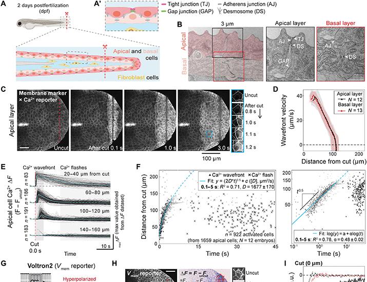 Image for the article: Injury-induced electrochemical coupling triggers organ growth | Science Advances