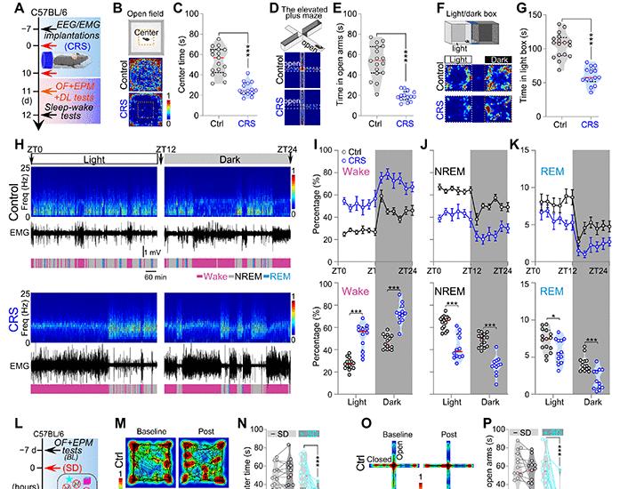 Image for the article: Stress ensemble in the BNST mediates comorbid anxiety and sleep disruption | Science Advances