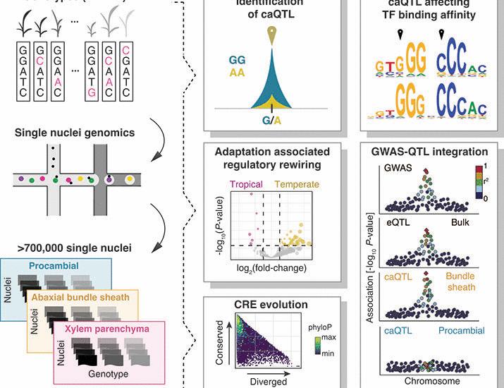 Image for the article: The genetic architecture of cell type–specific cis regulation in maize | Science
